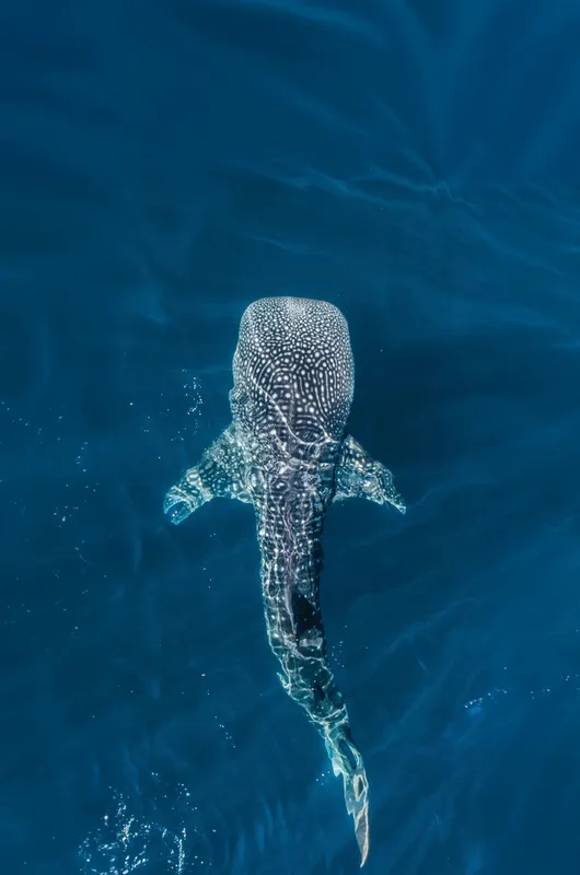 Tiburón ballena nadando